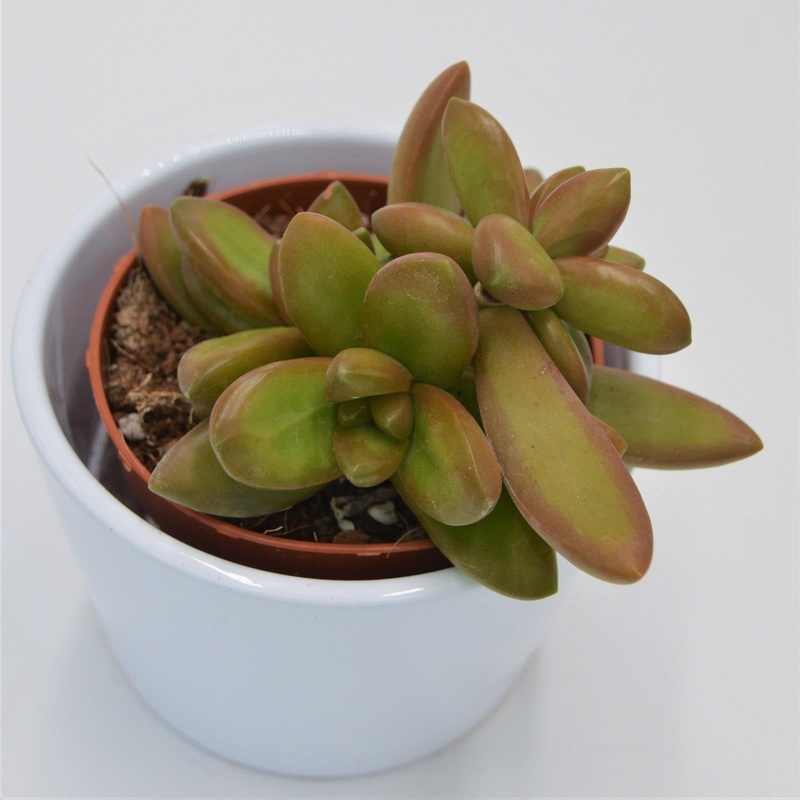 Sedum nussbaumerianum – 8.5cm