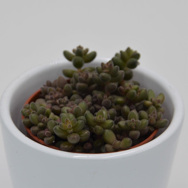 Sedum stahlii – 5.5cm
