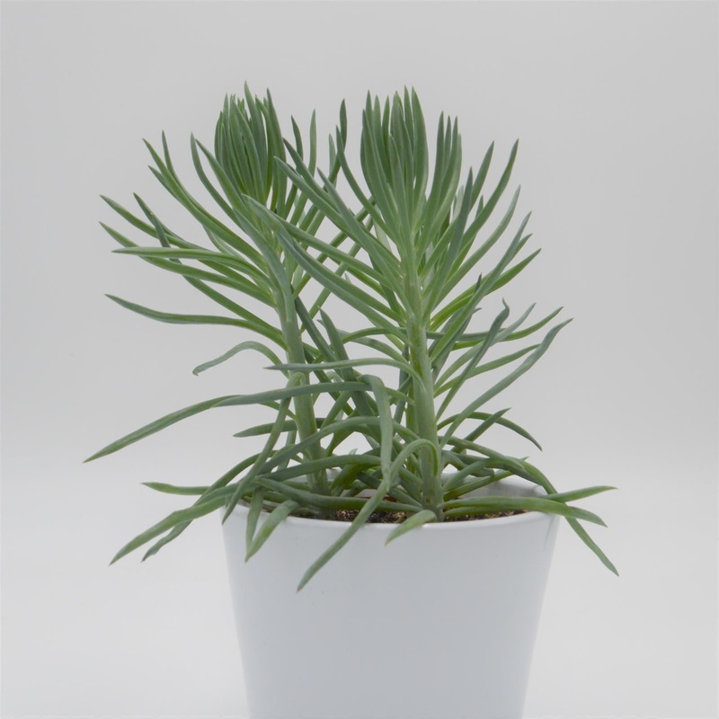 Senecio ficoides – 10.5cm