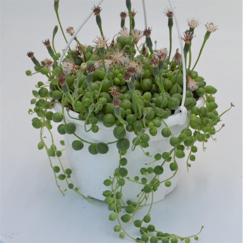 Senecio rowleyanus – 15cm Hanging Basket