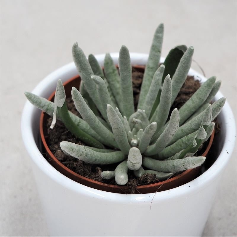 Senecio scapusis – 8.5cm