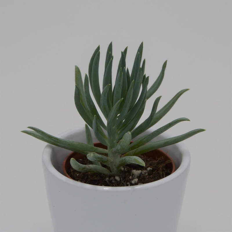 Senecio serpens v. minor – 5.5cm