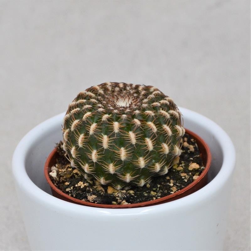 Sulcorebutia arencea – 5.5cm