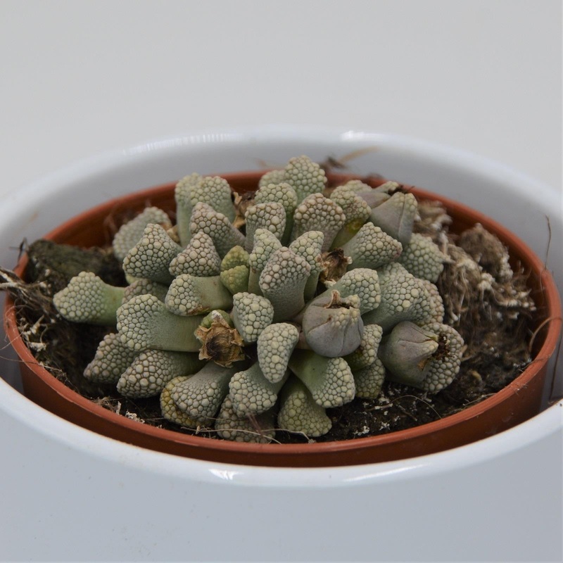 Titanopsis schwantesii – 8.5cm
