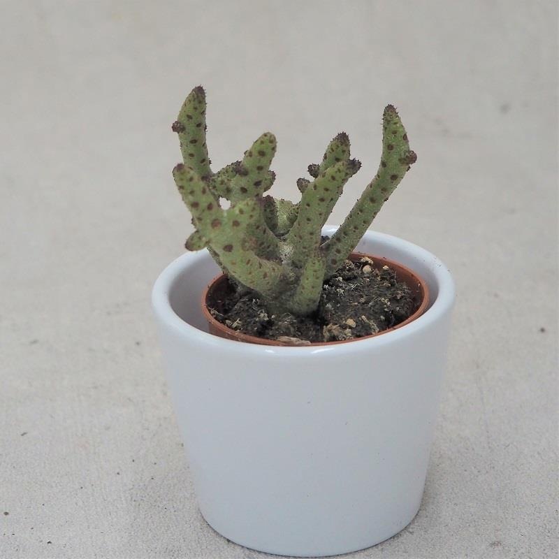 Tylecodon buchholzianus – 5.5cm