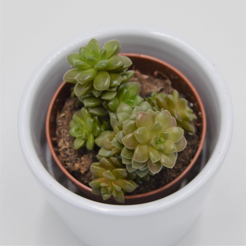x Cremnosedum Little Gem – 5.5cm