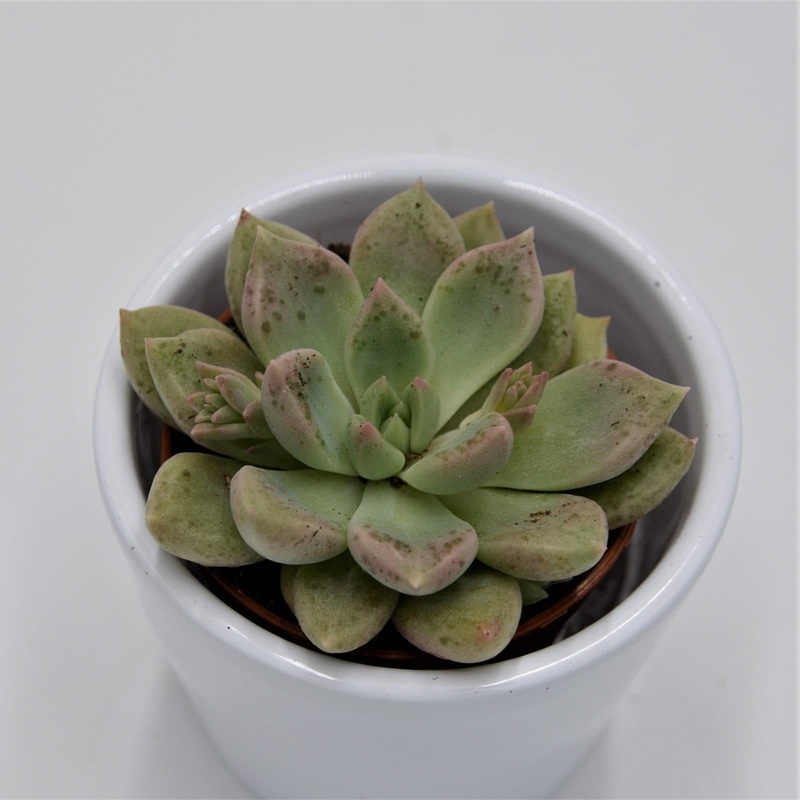 x Graptoveria Melody – 5.5cm