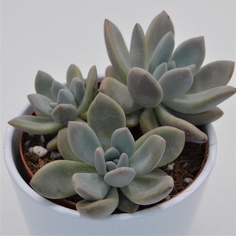 x Graptoveria Opalina – 12cm
