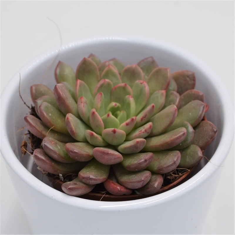 x Graptoveria Pink Ruby – 8.5cm