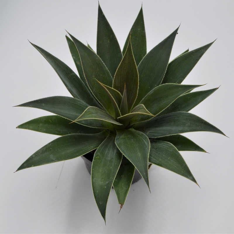 x Mangave Lavender Lady – 13cm