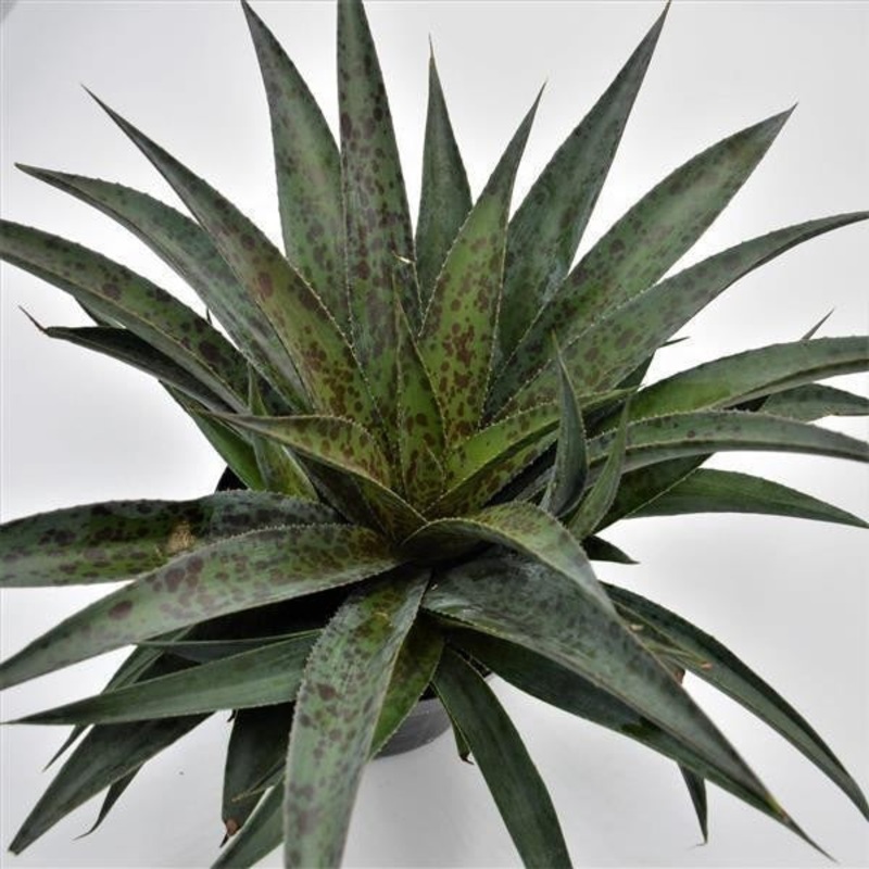 x Mangave Pineapple Express – 13cm