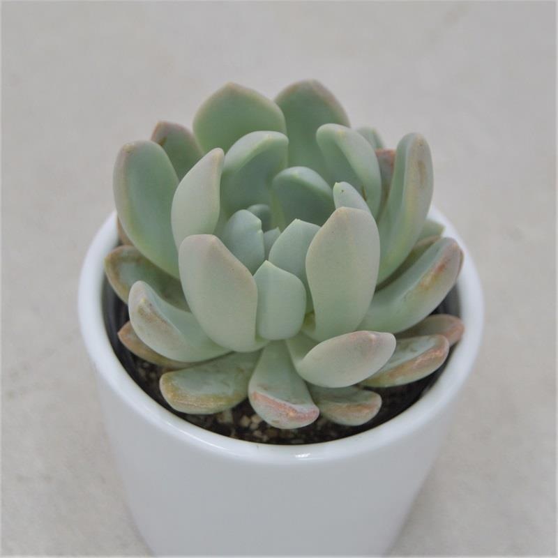 x Pachyveria scheideckeri – 6cm