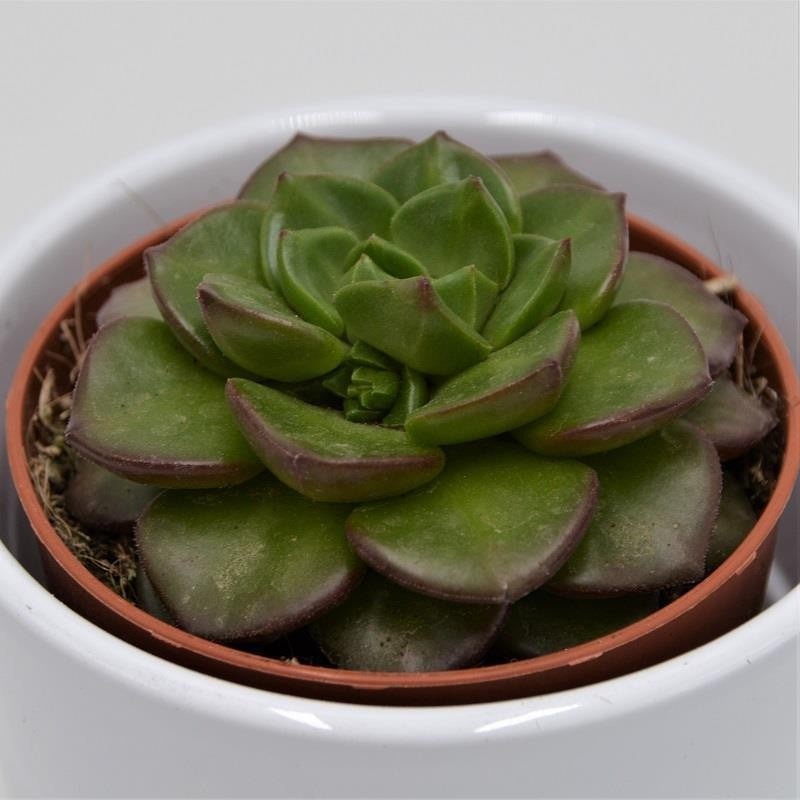 x Sedeveria Letizia – 8.5cm