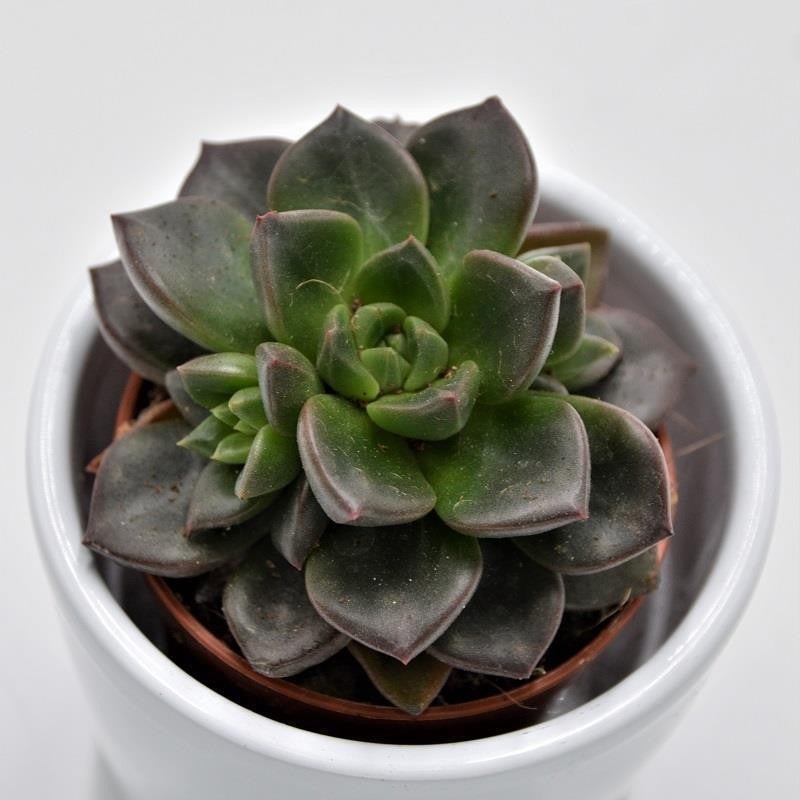 x Sedeveria Testar – 5.5cm