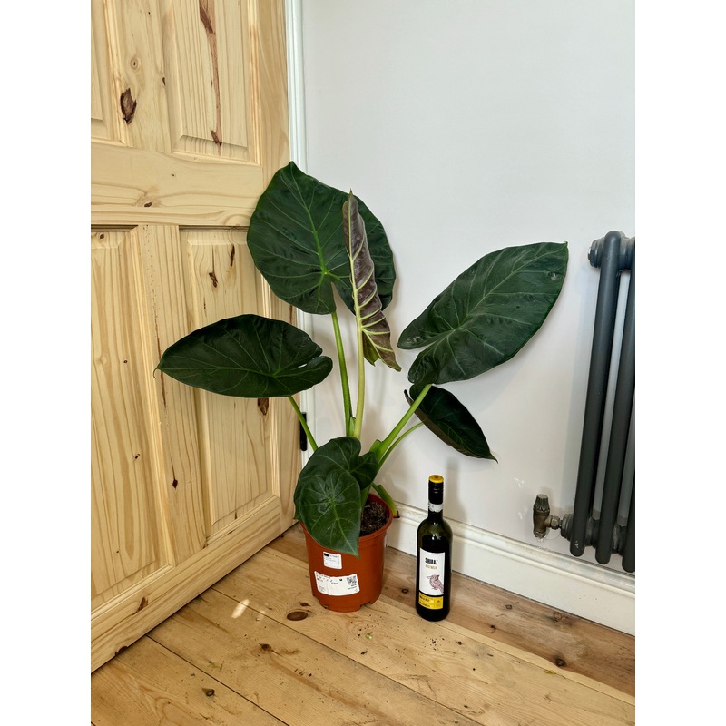 100cm Alocasia Regal Shields