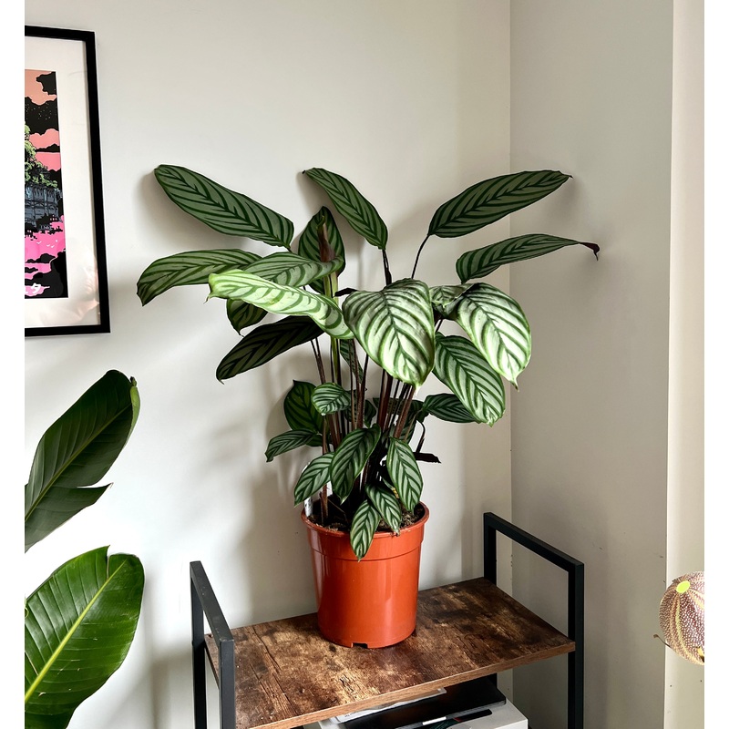 100cm Ctenanthe Oppenheimiana (Prayer Plant)