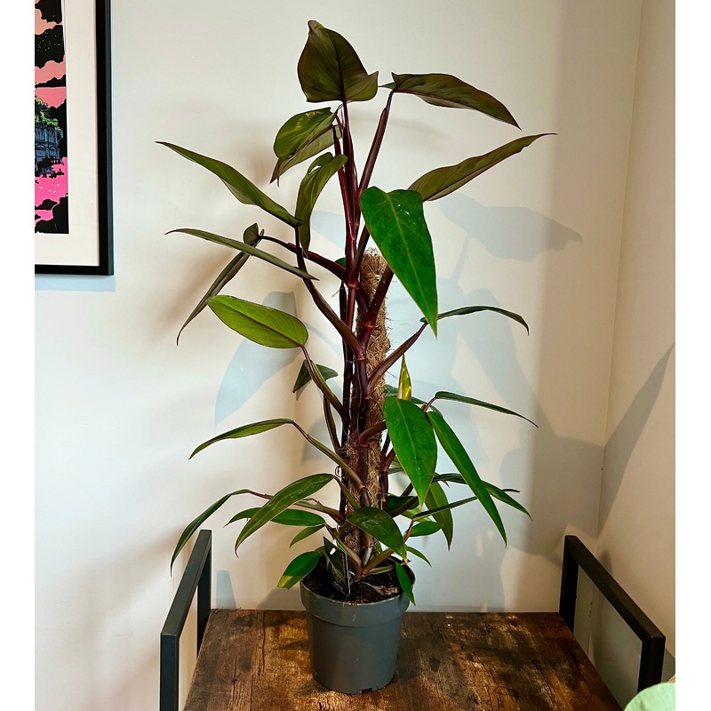 100cm Philodendron Mandaianum