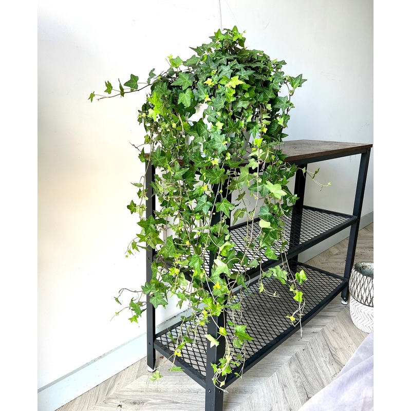 100cm Trailing Ivy