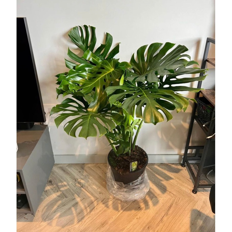 110cm Large Form Monstera Deliciosa (Swiss Cheese)