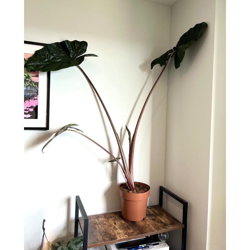 120cm Alocasia Yucatan Princess
