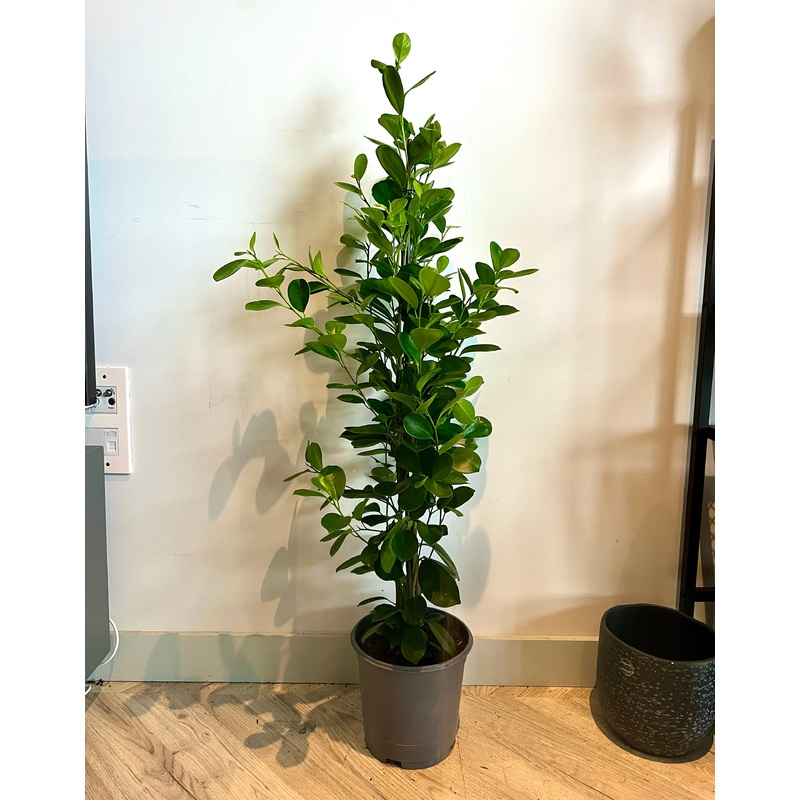 120cm Ficus Moclame