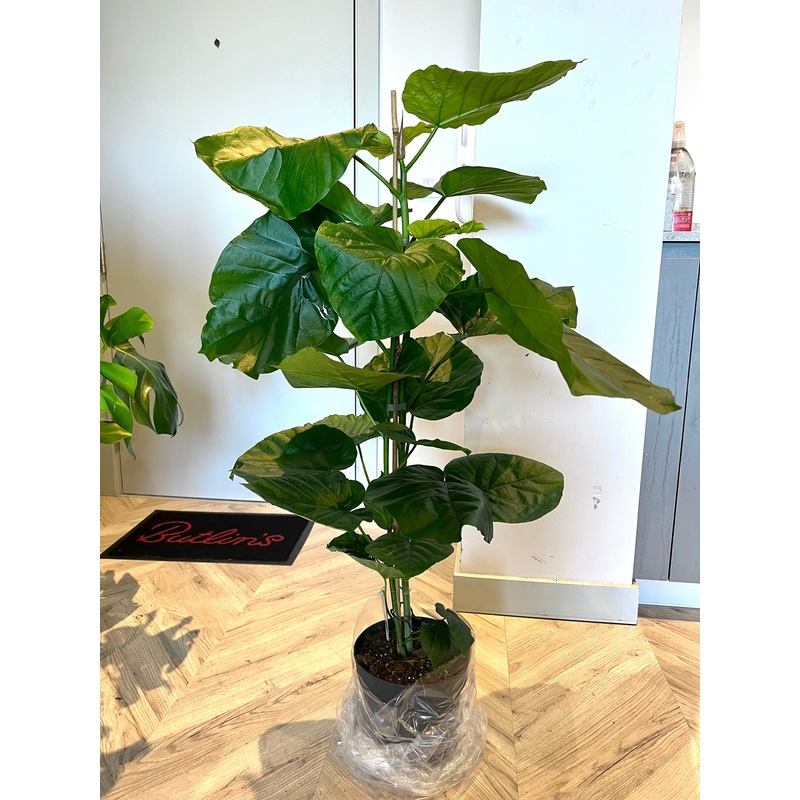 120cm Ficus Umbellata