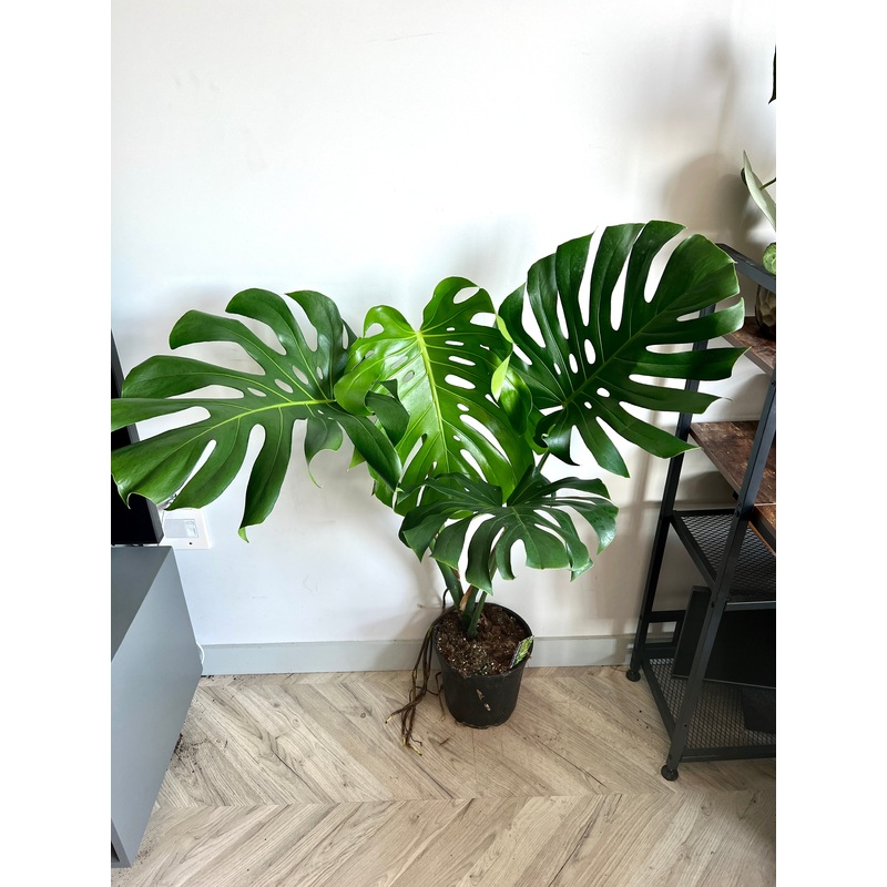 120cm Large Form Monstera Deliciosa (Swiss Cheese Plant)
