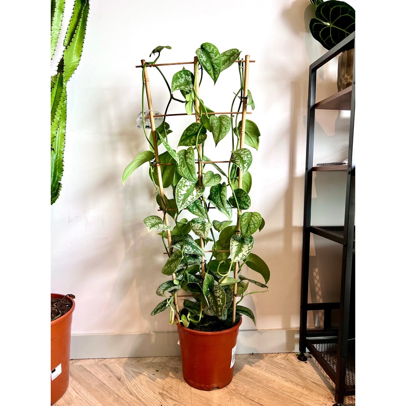 120cm Scindapsus Pictus (Satin Pothos)