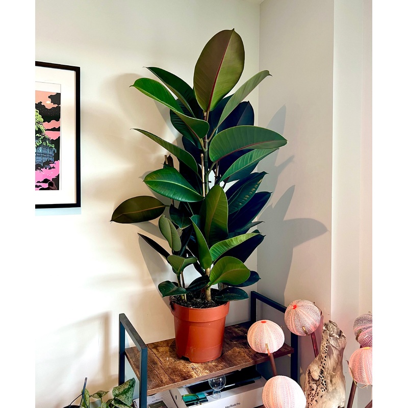 120cm Triple Stemmed Ficus Elastica (Rubber Tree)