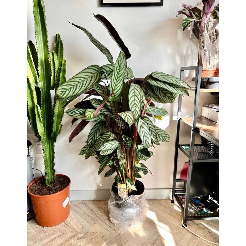 130cm Calathea Oppenheimiana
