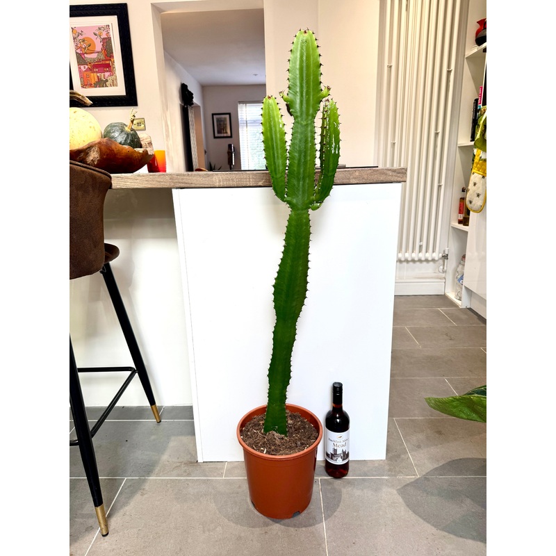 130cm Euphorbia Acrurensis Cactus