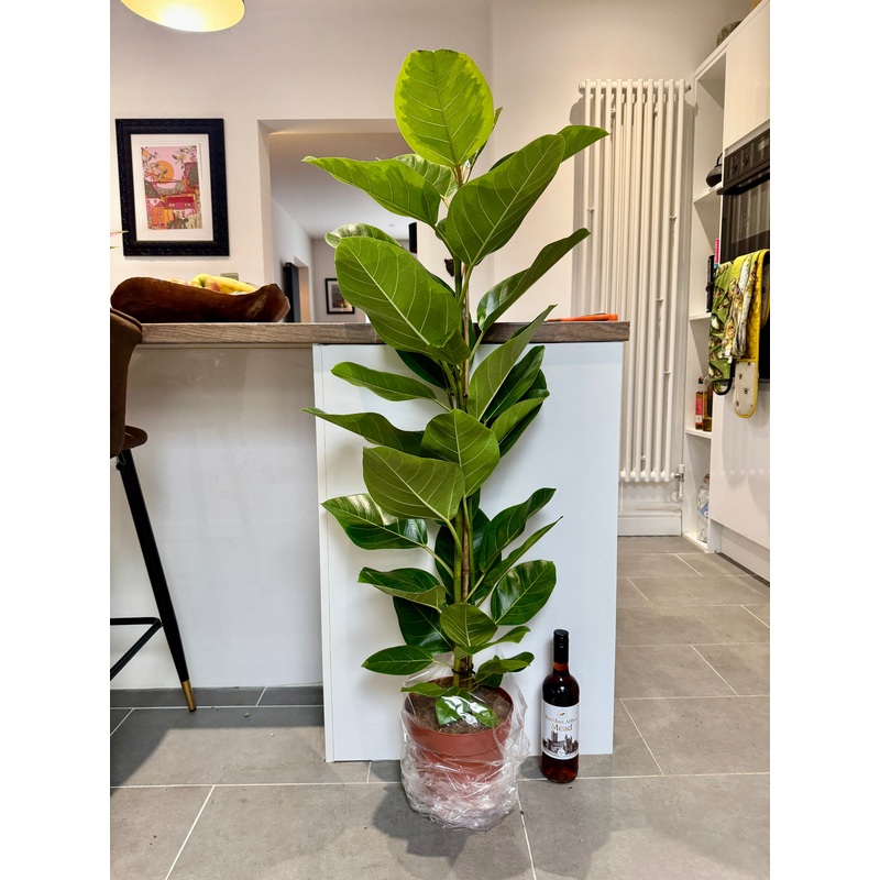 130cm Ficus Altissima