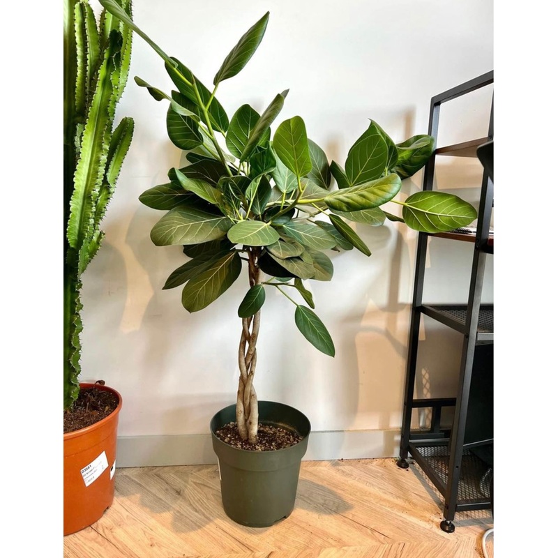 130cm Ficus Audrey Benghalensis