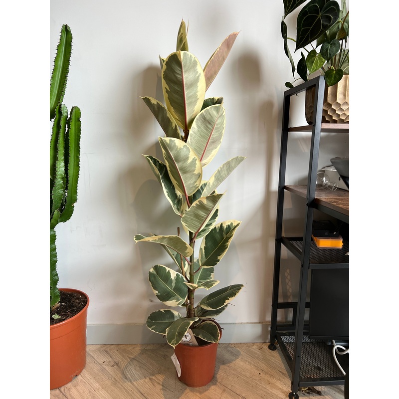 130cm Ficus Elastica (Rubber Tree)