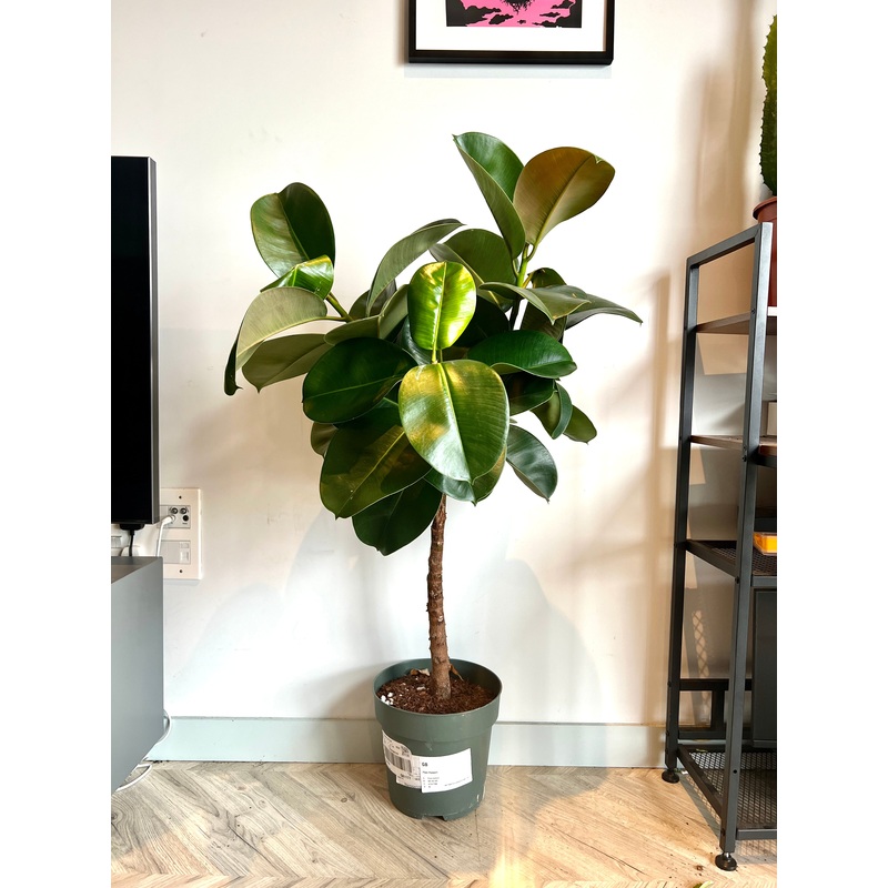 130cm Ficus Elastica Tree (Rubber Plant)