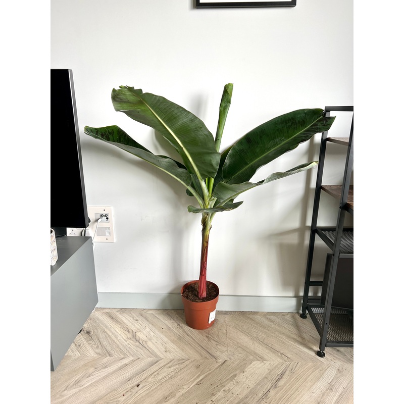 130cm Musa Dwarf Cavendish Banana