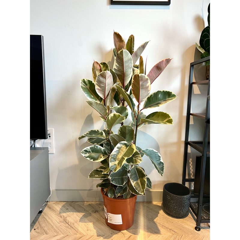 130cm Variegated Ficus Elastica (Rubber Tree)