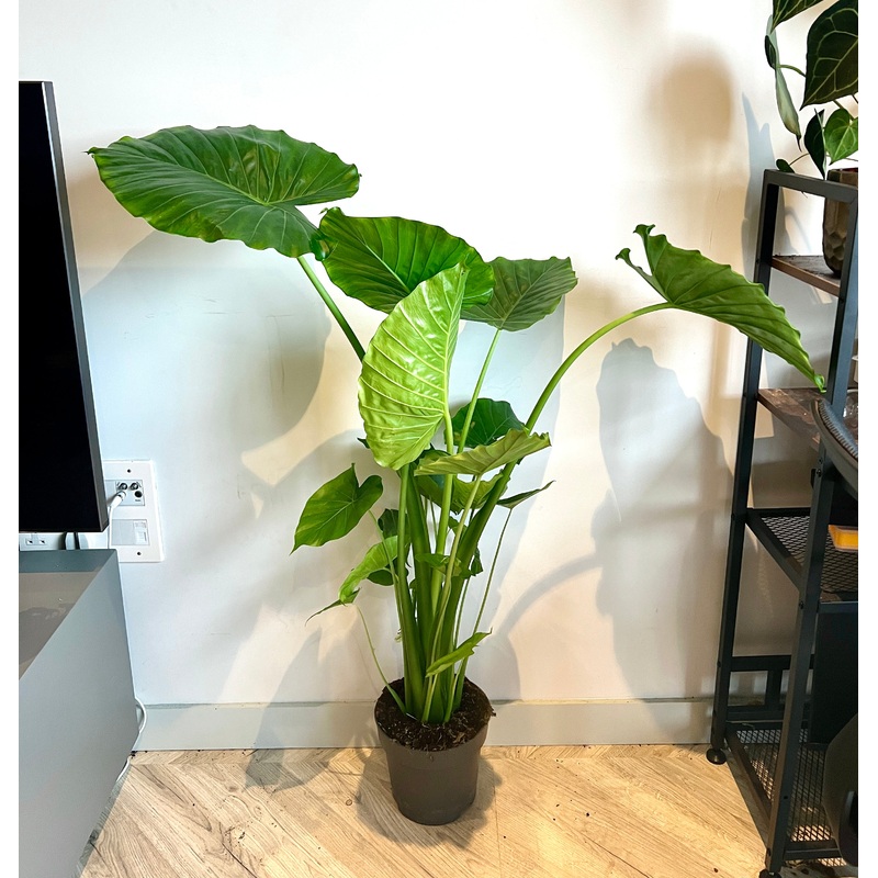 140cm Alocasia Gageana