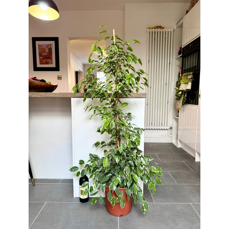 140cm Ficus Golden King