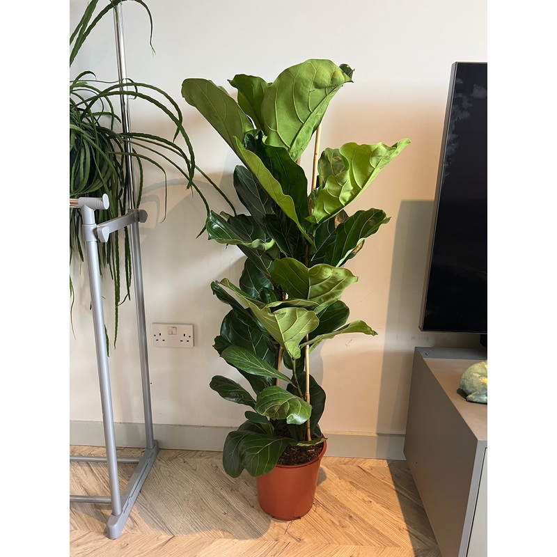 140cm Ficus Lyrata Double Stemmed (Fiddle Leaf Fig Tree)