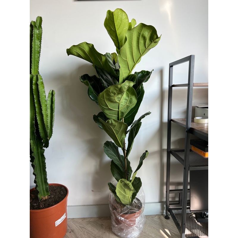 140cm Ficus Lyrata (Fiddle Leaf Fig Tree)