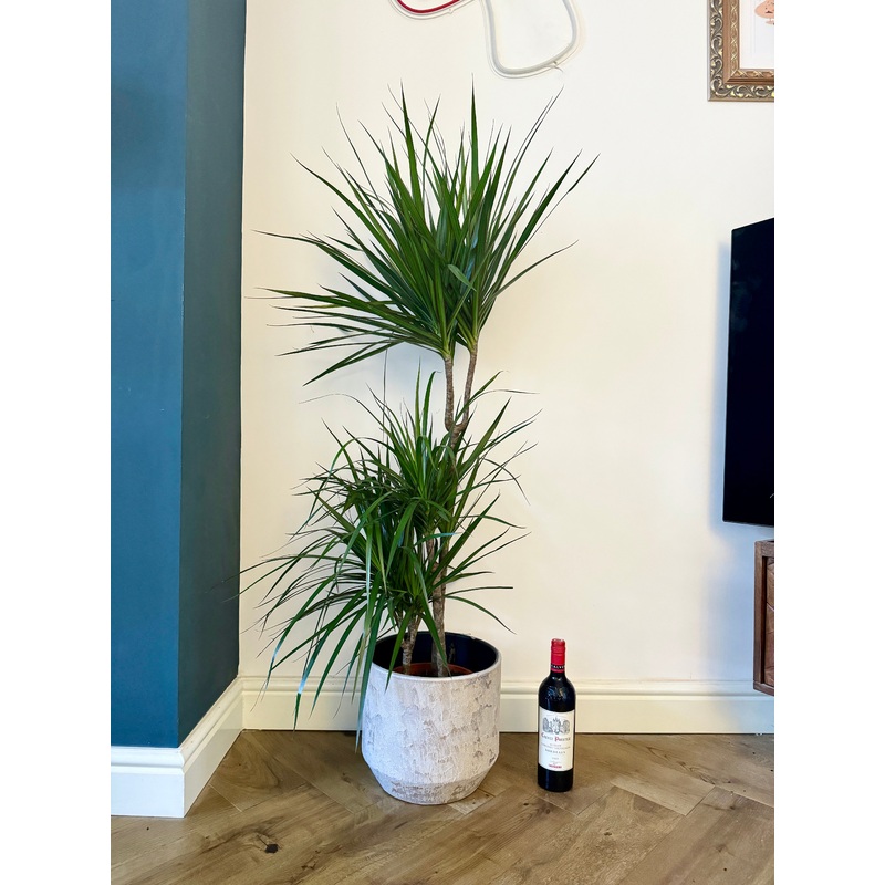 140cm Triple Dracaena Dragon Tree