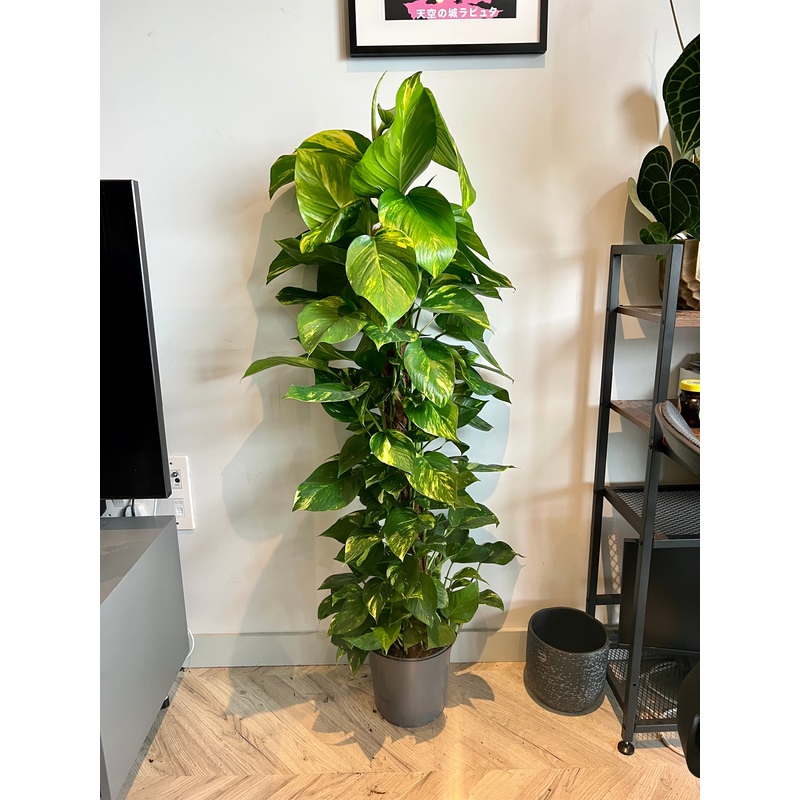 150cm Devils Ivy Hanging / Climbing Plant