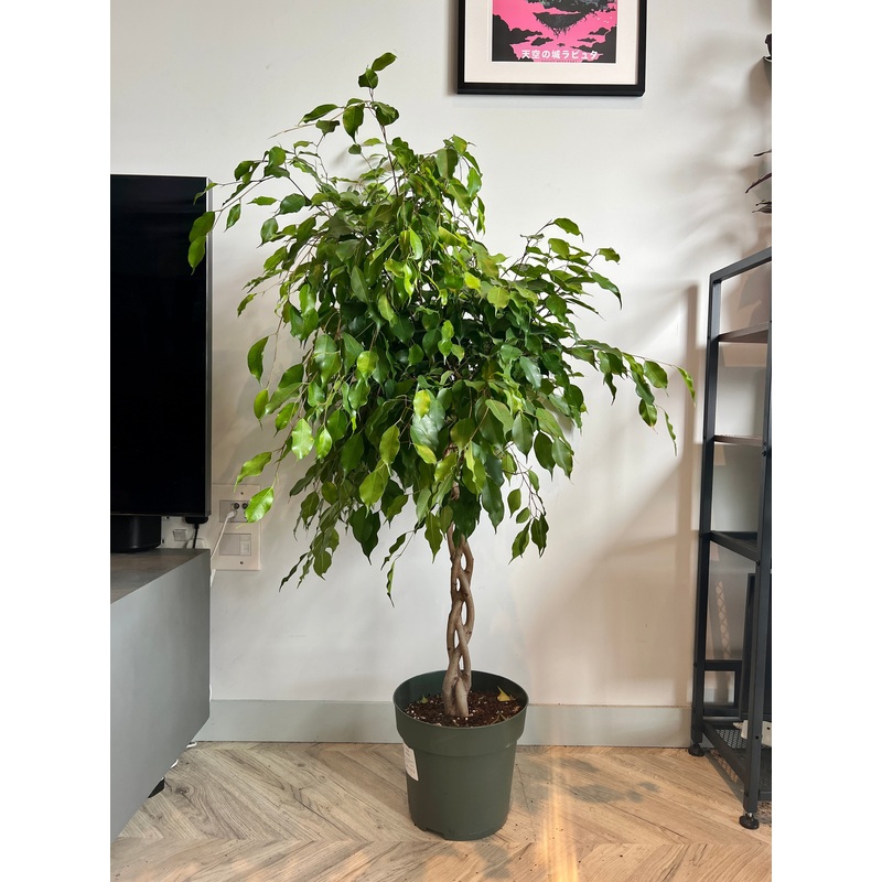 150cm Ficus Exotica – Twisted Stem Tree