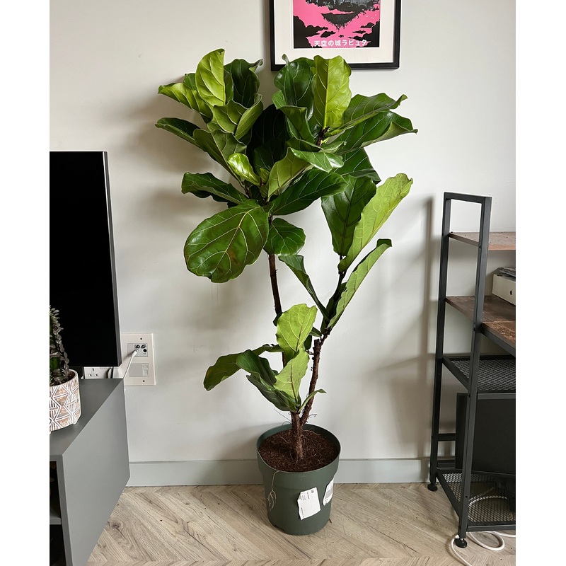 150cm Ficus Lyrata (Fiddle Leaf Fig)