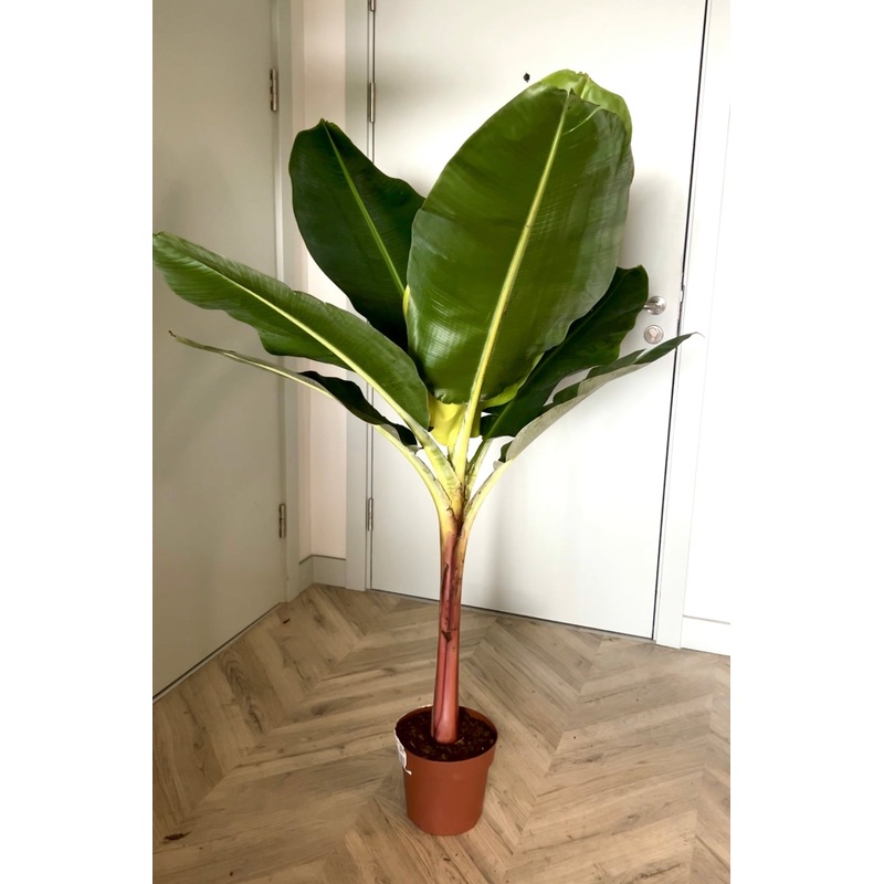 150cm Musa Dwarf Cavendish Banana