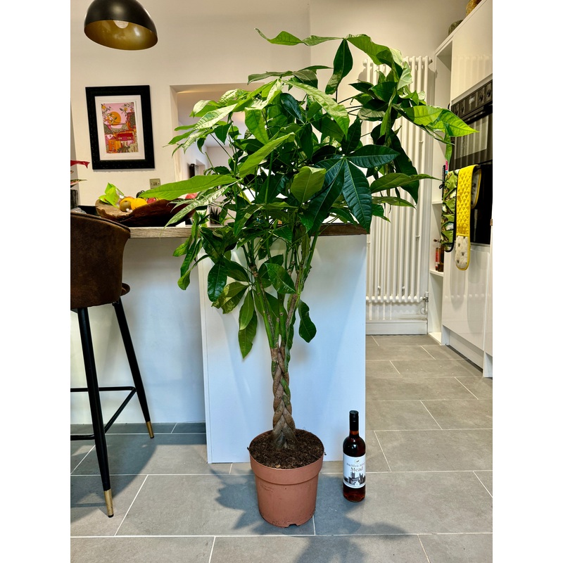 150cm Pachira Aquatica (Money Tree)
