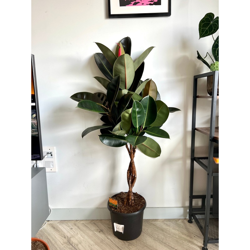 150cm Quadruple Twisted Stem Ficus Elastica (Rubber Plant)