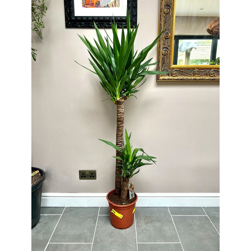 150cm Yucca Tree House Plant