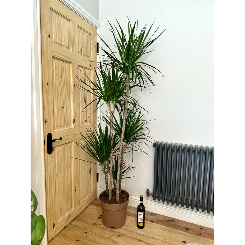 190cm 5 Stemmed Dracaena Marginata (Dragon Tree)